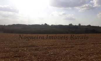 Imagem 7: Fazenda com 41 alqueires (Nogueira Imóveis Rurais