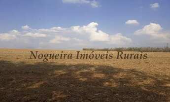 Imagem 5: Fazenda com 41 alqueires (Nogueira Imóveis Rurais