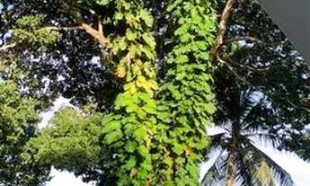 Imagem: Casa em Mosqueiro