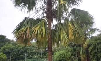 Imagem: Cond. Conquista Torquato Tapajós, 2 Quartos