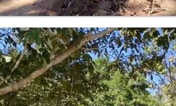 Imagem 3: Fazenda 2.385 alqueires em Mirassol doeste com 2.000 alq abertos 70 milhoes.MT