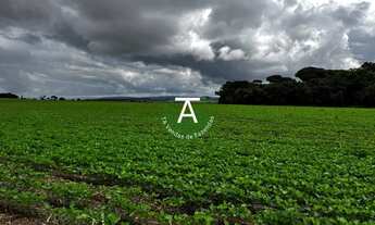 Imagem 5: Fazenda de 41,5 alq na soja