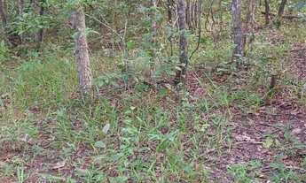 Imagem 7: Chácara dos Sonhos - 3.000 metros em Cristianópolis GO