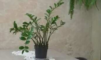 Imagem 7: Excelente localização, Rua sem saída