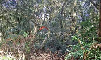 Imagem 7: Lote em Rua São Gotardo - São Bernardo - São Francisco de Paula/RS