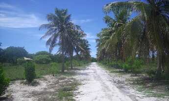 Imagem 4: Fazenda 250 ha margem CE040, Beberibe,70km de Fortaleza