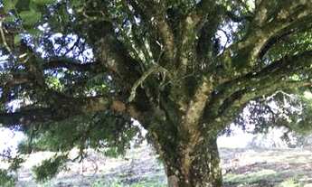 Imagem 4: Sítio em Urubici/área comercial/terreno urbano lote