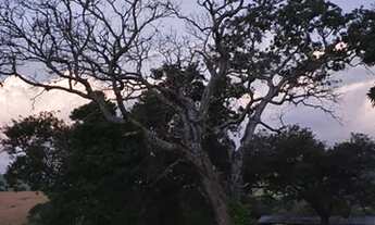 Imagem 7: Sítio a Venda em Bueno brandão