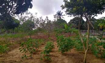 Imagem 7: Linda chácara com estrutura e excelente casa. Leia o anúncio