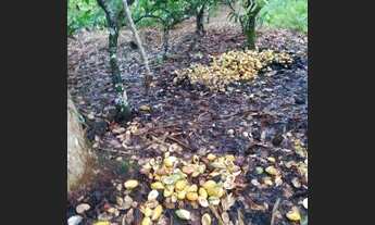 Imagem 2: Área com pastagem e agricultura(cacau e cajá