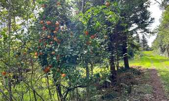 Imagem 7: Sítio De Barbada Só R$ 19.900 - E Ainda Parcelo Direto. ROB:712