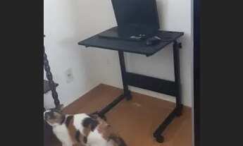 Imagem 7: Alugo um quarto todo mobiliado para uma moça no diamante, próximo à estação