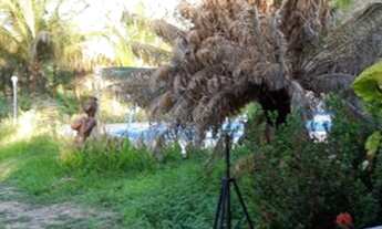 Imagem 5: Linda chácara em Taborda com casa com 4 quartos. Piscinas