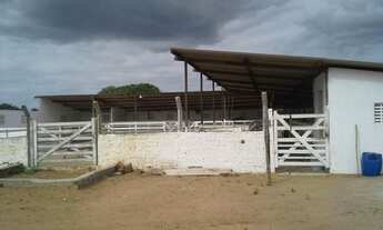 Imagem 2: 80 há em São Pedro do potengi, casa, aprisco grande,curral, muito pasto, rio potengi