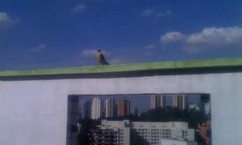 Imagem 6: Excelente Cobertura dúplex 3 dormitorios 3 vagas na vila Andrade Aceita permuta de men