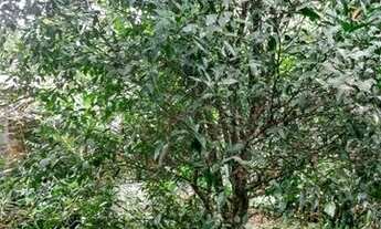 Imagem 7: Alugo Casa no Coriscão / Paraty RJ