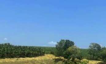 Imagem 4: VENDO EXCELENTE PROPRIEDADE RURAL A VENDA EM IPATINGA!