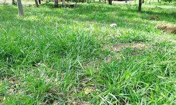 Imagem 5: Chácara em Bonfinópolis