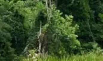 Imagem 3: Lotes para venda na região de Ibiúna - SP interior