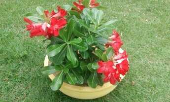 Imagem 3: Casa para Temporada em Guarajuba - 03 Quartos