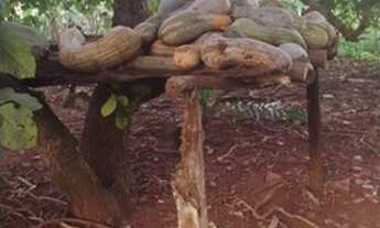 Imagem 3: Chacara de 9 Hectares. Banhada pelo Rio Jatobá