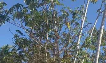 Imagem 5: Chácara Chácara com venda por R$142.000