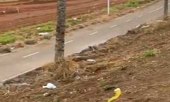 Imagem 5: Lote comercial com 430 metros