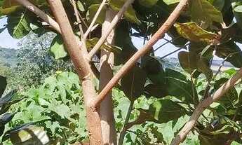 Imagem 5: Chácara com casa e piscina em Bonfinópolis