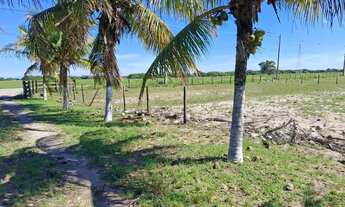 Imagem 4: GRUSSAÍ - Sítio na BR-356 - Curva de Grussaí