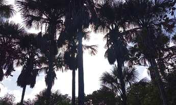 Imagem 5: Sítio Chácara com venda por R$90.000