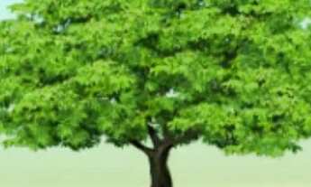 Imagem: Terrenos para Chácara