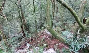 Imagem 7: Área de terra bairro Linha Olinda, Nova Petrópolis RS Ref.:1264