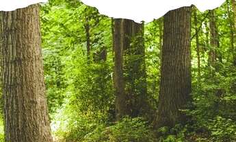 Imagem 7: LOTES EM CONDOMINIO FECHADO NO INTERIOR- SOROCABA UTIMAS UNIDADES