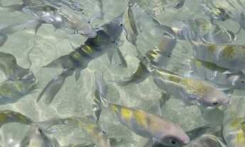 Imagem 12: Alugo casa na praia de Patacho em Porto de Pedras