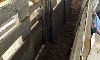 Imagem 6: Fazenda 2.385 alqueires em Mirassol doeste com 2.000 alq abertos 70 milhoes.MT