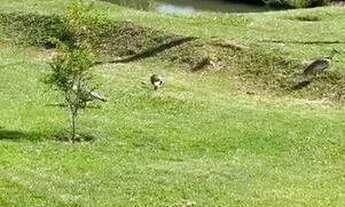 Imagem 2: Fazenda à Venda em Serranópolis (GO) 26 Alqueires