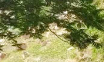 Imagem 6: TERRENO EM CONDOMÍNIO - MOINHO DE VENTO - SP