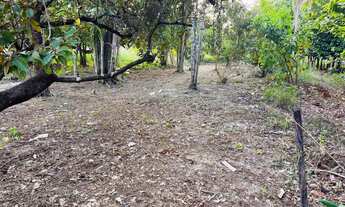 Imagem 2: Terreno bem arborizado