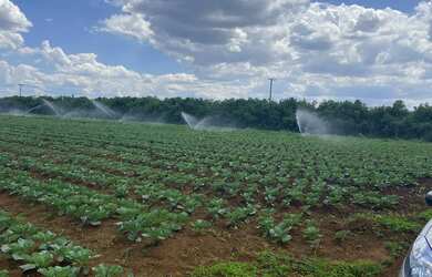 Imagem 4: Chácara 2 hectares DF 220