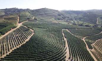 Imagem: Fazenda de café produtiva de 166,66 alqueres