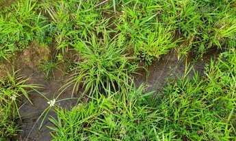 Imagem 5: Chácaras de 20 mil Mt em maripotaba 80 km de Goiânia