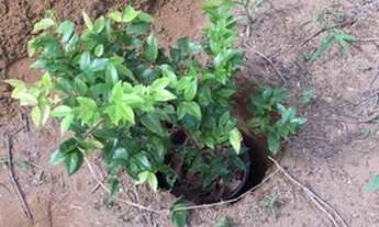 Imagem 4: Lote/Terreno para venda possui 375 metros quadrados em Area Rural de Sao Sebastiao - Brasí