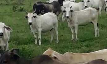 Imagem 6: Fazenda de 61 Alqueires em Palestina de Goiás Dupla Aptidão!