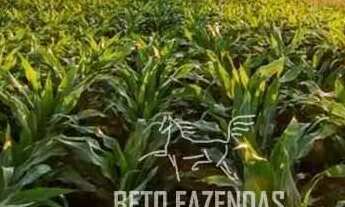 Imagem 6: Imóvel para venda possui 244330000 metros quadrados em Alto da Colina - Nova Mutum - MT