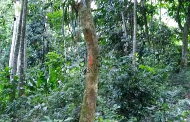 Imagem 7: Excelente terreno para venda em Vargem Grande com 3200m2 condominio Mae Terra com casas de