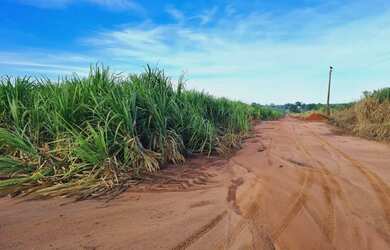 Imagem 5: 51alqueires arrendamento 80 ton/alq , frente Washington Luís ( Catanduva