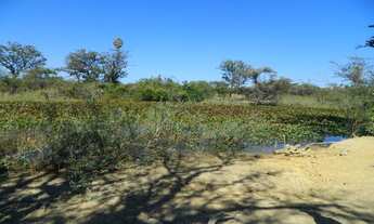 Imagem 9: 1554 ha. Solar. Eólica. Gado. Irrigação. Rio São Francisco. Oportunidade.