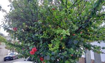 Imagem 7: Aluga-se espaçoso apartamento em ótima localização