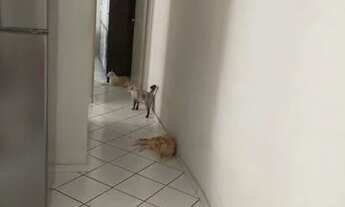 Imagem 6: Apartamento em Jockey de Itaparica - Vila Velha