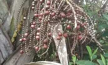 Imagem 2: Vendo chácara Em Sao Félix